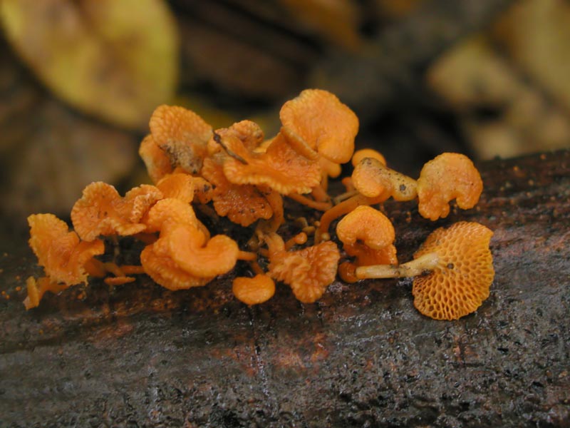 Favolaschia calocera (dedicato ad Alfy)